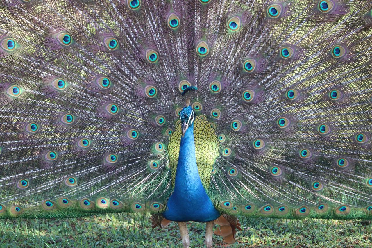 Paon faisant la roue — oiseau national du Sri Lanka, faune cinghalaise