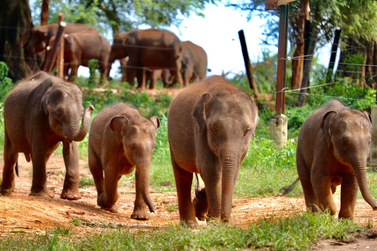 Excursion Kandy depuis Colombo — escale longue en français